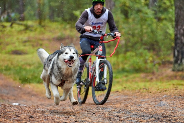 Cane husky che tira una bici con musher del cane