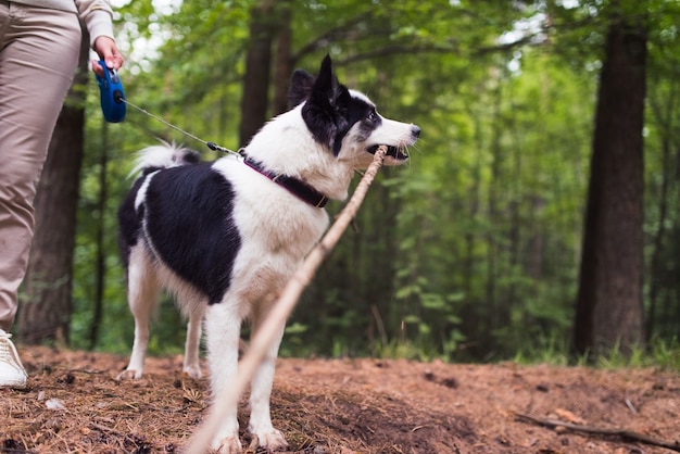 cane husky con bastone nella foresta