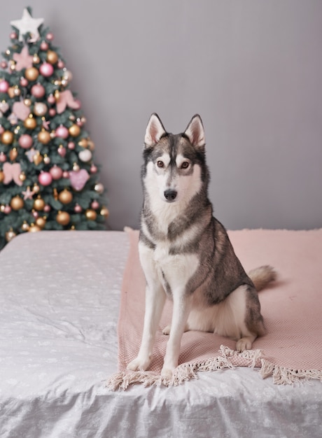 Cane Husky di Natale. Concetto di hotel per animali.