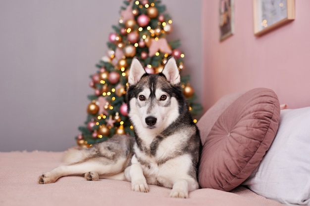 Cane Husky di Natale. Concetto di hotel per animali.