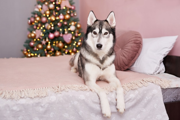 Cane Husky di Natale. Concetto di hotel per animali.