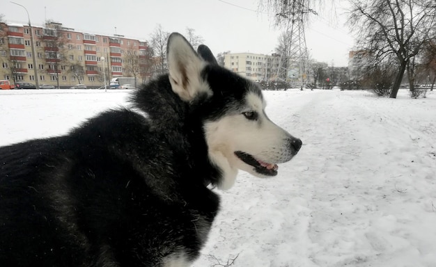 Cane husky ÃƒÂƒÃ‚Â¢ÃƒÂ‚Ã‚Â€ÃƒÂ‚Ã‚Â‹ÃƒÂƒÃ‚Â¢ÃƒÂ‚Ã‚Â€ÃƒÂ‚Ã‚Â‹a una passeggiata in inverno.