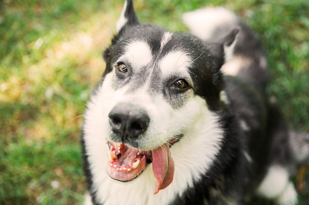 Cane husky in bianco e nero con la lingua su erba nel parco