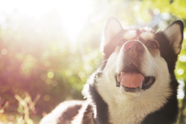 Cane husky in bianco e nero su sfondo verde. Cane nel parco su un tramonto