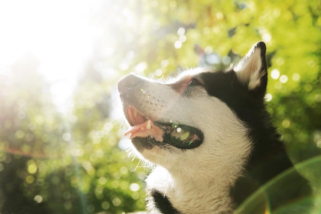 Cane husky in bianco e nero su sfondo verde. Cane nel parco su un tramonto