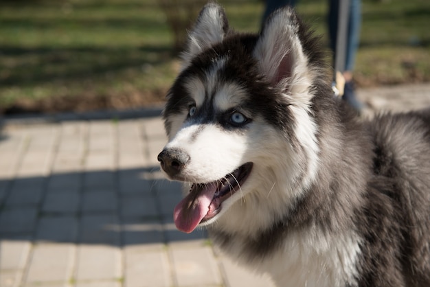 Cane Husky nel parco nella stagione estiva