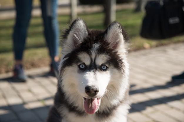 Cane Husky nel parco nella stagione estiva