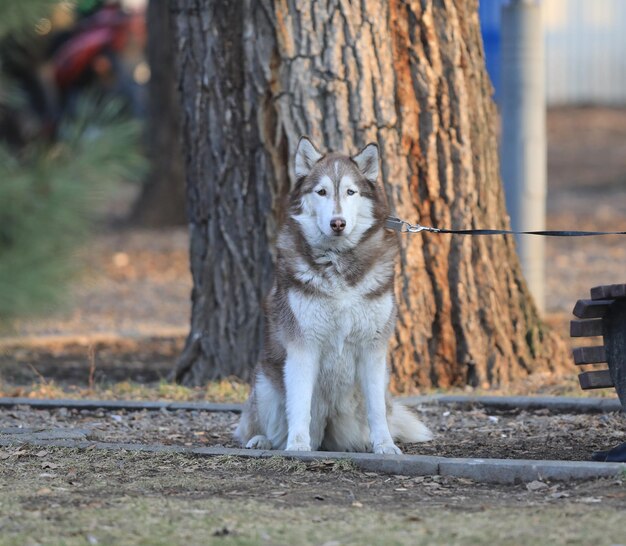 cane husky nel parco