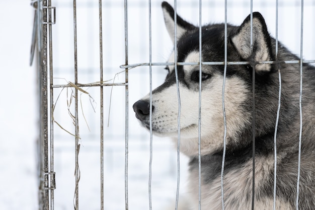 Cane husky nella gabbia del trasportatore in attesa del proprietario per il trasporto alla competizione di cani da slitta. Pet si guarda intorno con speranza.