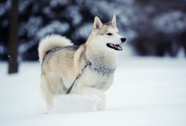 Cane husky nella neve