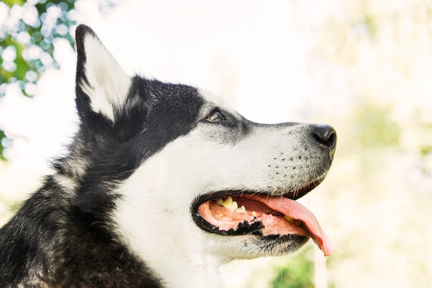 Cane husky nero e bianco. Faccia di cane Husky. cane nel parco