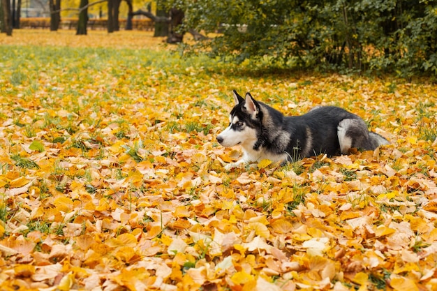 Cane husky sdraiato all'aperto nel parco autunnale