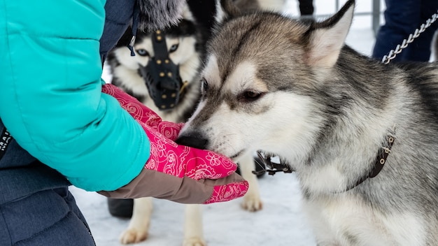 Cane husky siberiano, cane da slitta