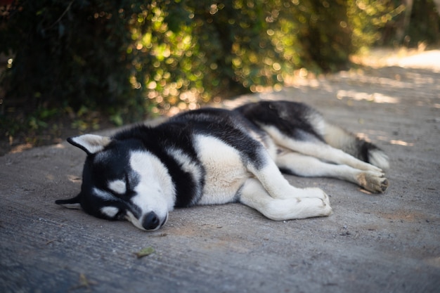 Cane husky siberiano che dorme