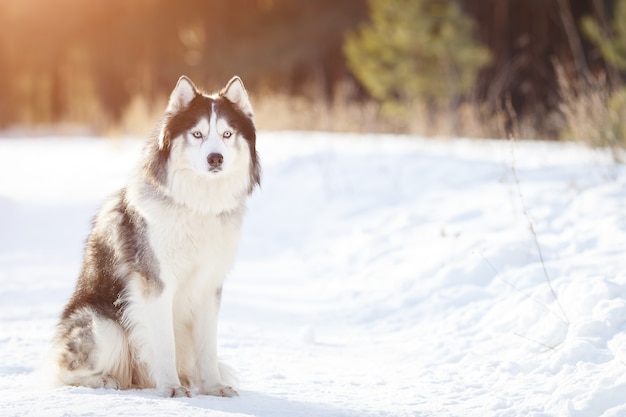 Cane husky siberiano colore bianco e nero in inverno