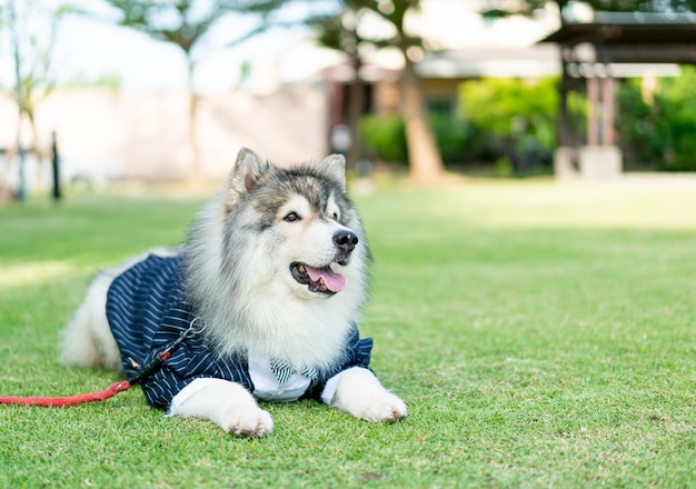 Cane husky siberiano con i vestiti