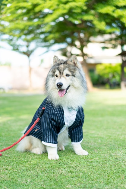 Cane husky siberiano con i vestiti