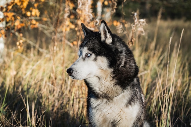 Cane husky siberiano con occhi multicolori nella foresta autunnale Close Up