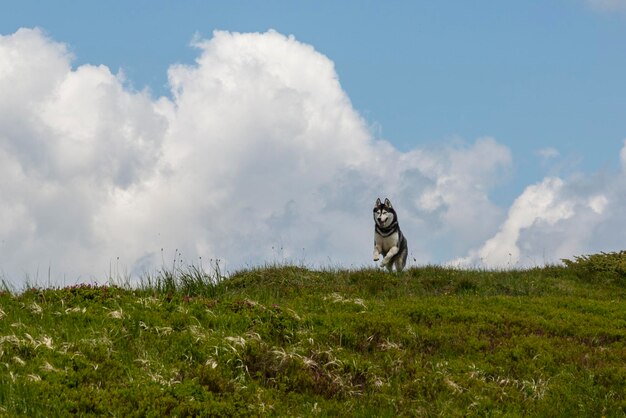 Cane husky siberiano grigio che si gode l'escursionismo in montagna davanti alle nuvole