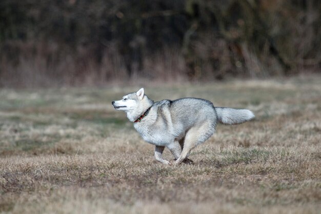 Cane husky siberiano in movimento giorno d'inverno nessuna gente all'aperto