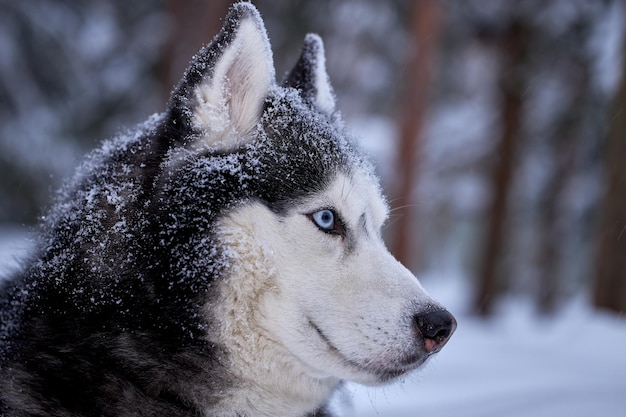 Cane husky siberiano in passeggiata nella foresta invernale.