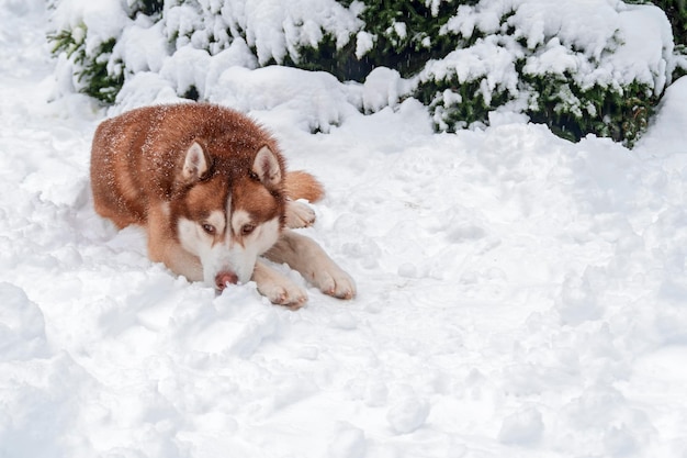 Cane husky siberiano rosso sulla neve nel parco invernale