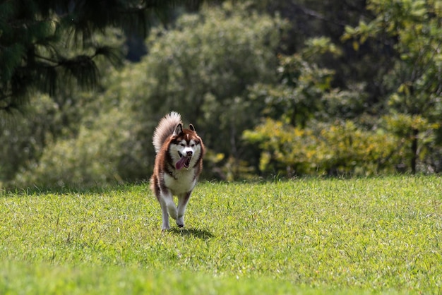 Cane Husky siberiano sulla foresta