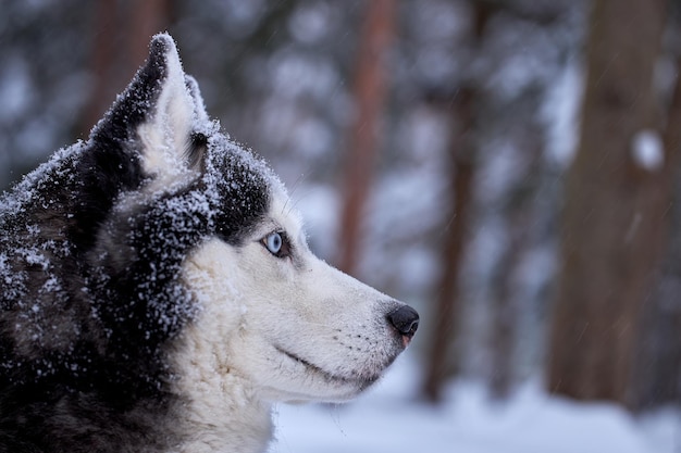 Cane husky siberiano sulla neve nella foresta invernale primo piano Lupo husky con occhi azzurri Spazio di copia