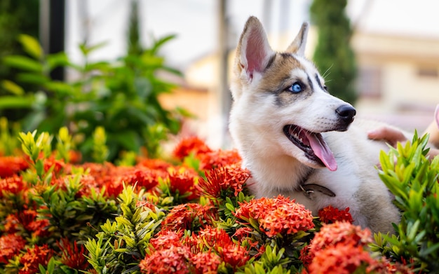 CANE HUSKY SIBERIANO