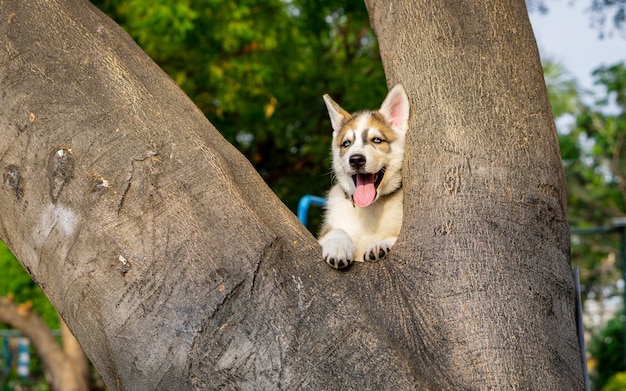 CANE HUSKY SIBERIANO