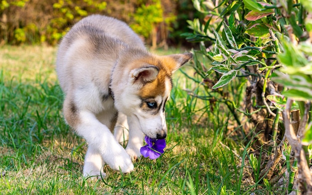 CANE HUSKY SIBERIANO