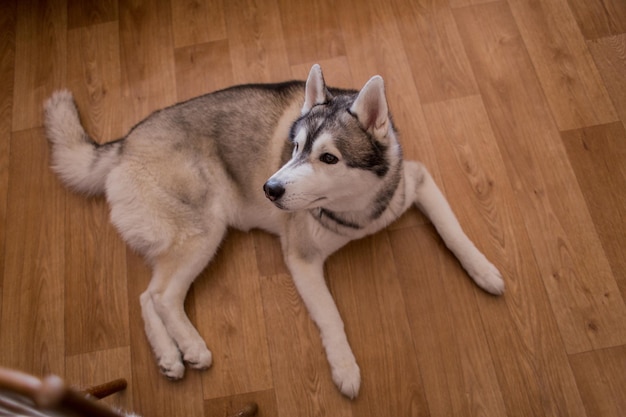 Cane Husky sul pavimento della stanza