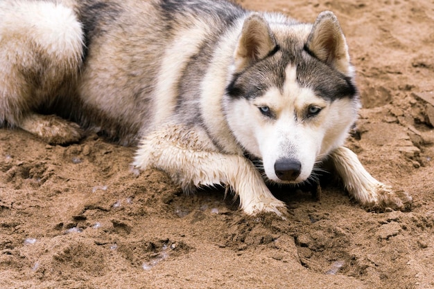 Cane husky sulla sabbia