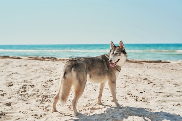 Cane husky sulla spiaggia