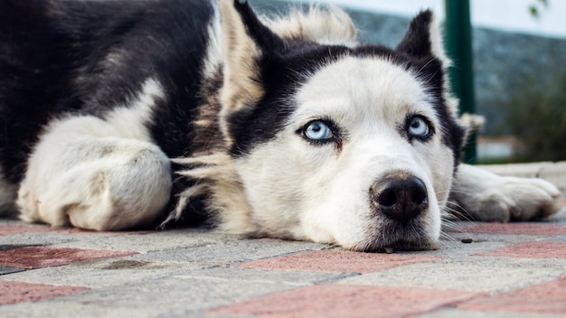 cane husky