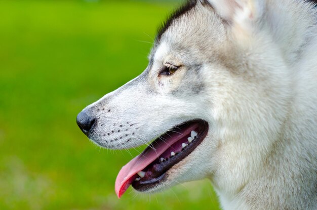 cane husky