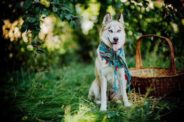 cane husky