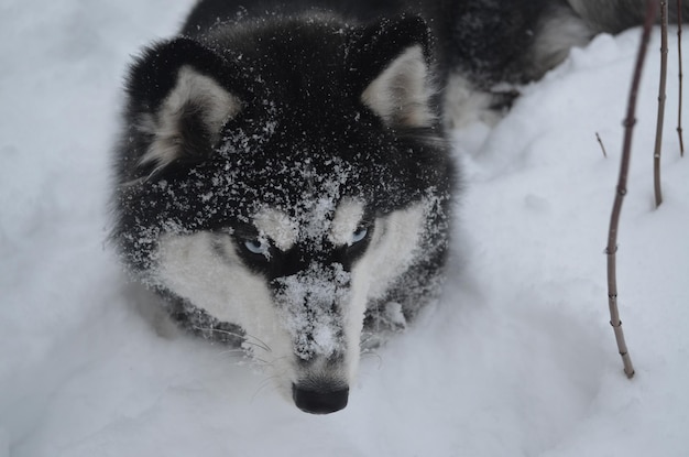 cane husky