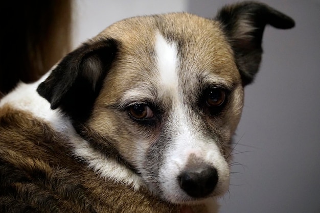 Cane ibrido marrone e bianco che esamina la macchina fotografica