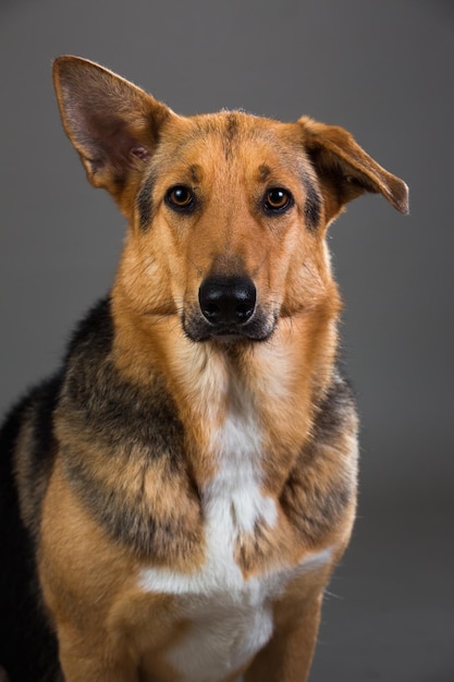 Cane ibrido rosso e nero nello studio