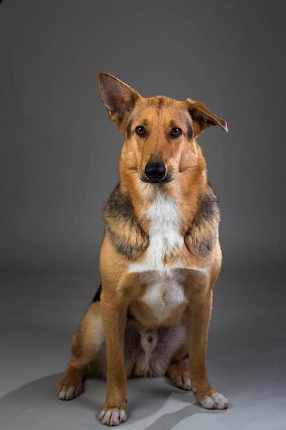 Cane ibrido rosso e nero nello studio