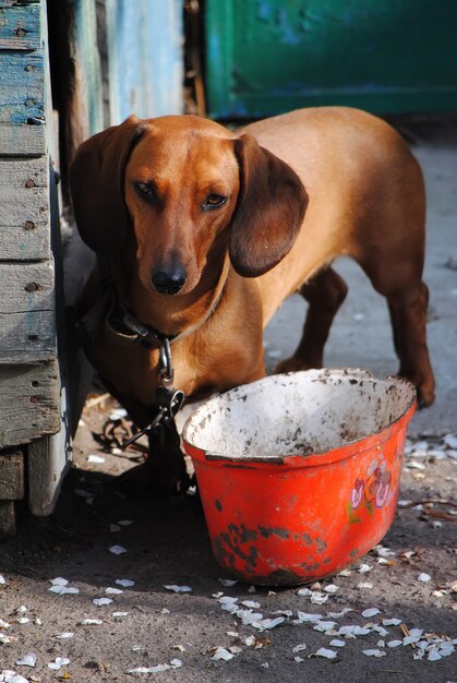 Cane - il migliore amico dell'uomo