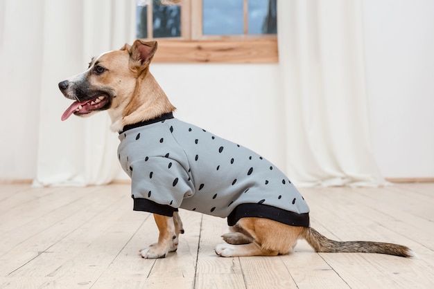 Cane in abiti alla moda. Cane vestito. Vestiti per cani. Prodotti per animali