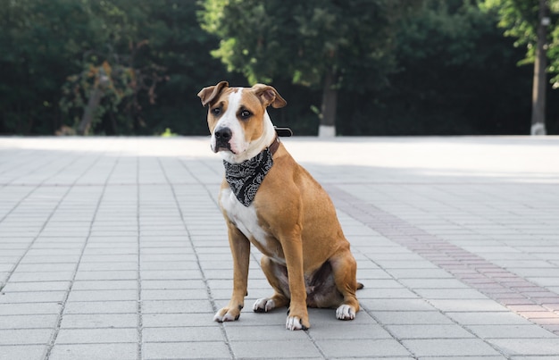 Cane in bandana che si siede all'aperto