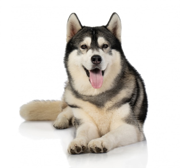 Cane in bianco e nero del husky siberiano su bianco