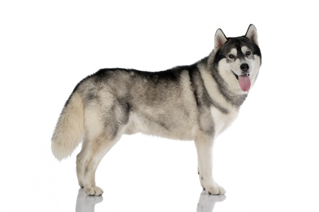 Cane in bianco e nero del husky siberiano su bianco