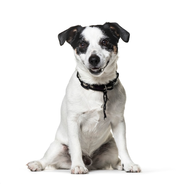 Cane in bianco e nero di seduta di Jack Russell, isolato