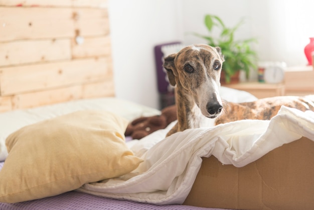 Cane in camera da letto rilassante