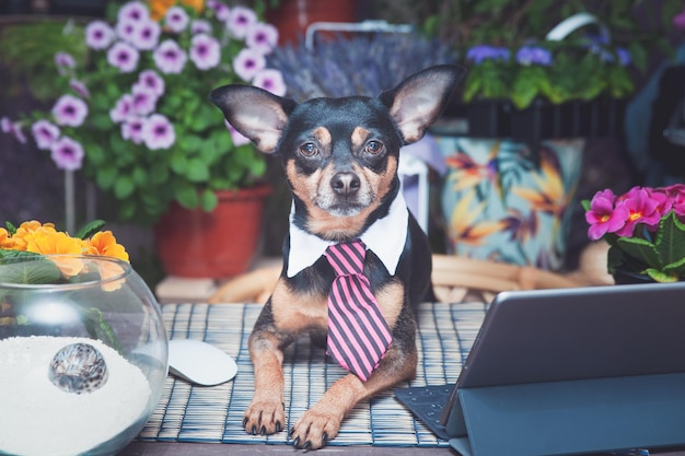 Cane in cravatta libero professionista che lavora a una scrivania sullo sfondo di campi fioriti Tema del lavoro a distanza