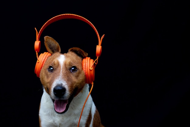 Cane in cuffia che ascolta la musica. Animale domestico felice Sfondo nero